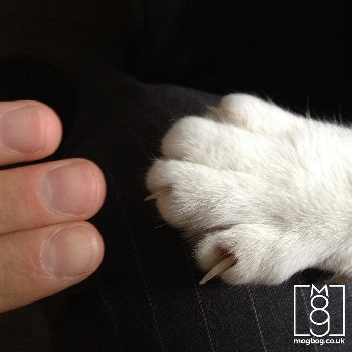 Blog 7 | Kittens Got Claws