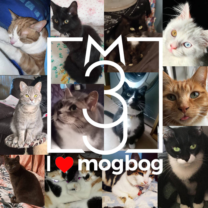 Blog 12 | mogbog is 3!