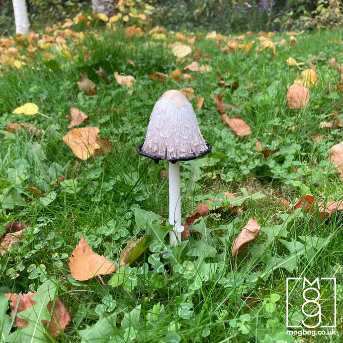 Blog 15 | Wild Mushrooms